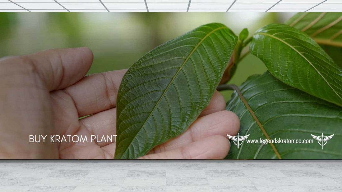 buy kratom plant