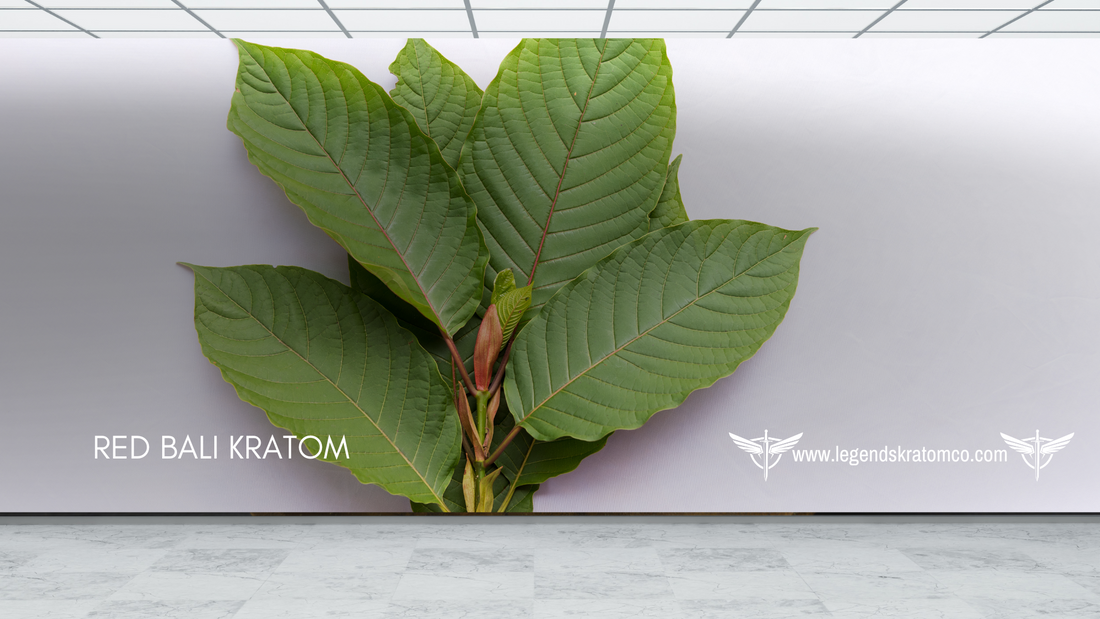 Red Bali Kratom