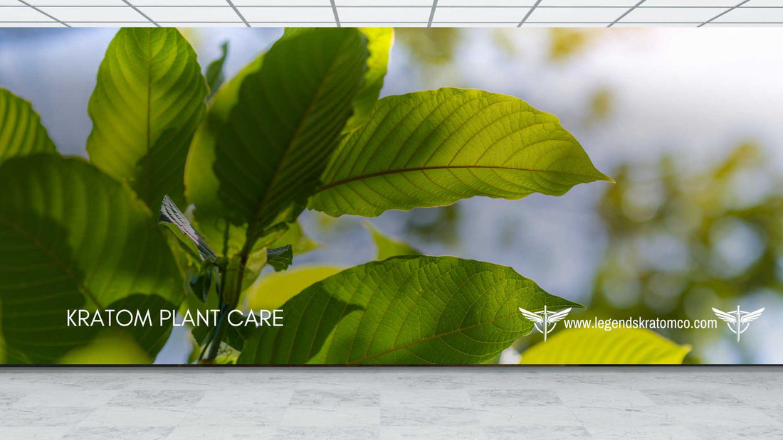 kratom plant care