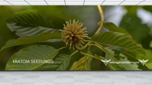 kratom seedlings