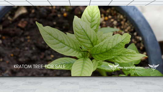 Kratom Tree for Sale